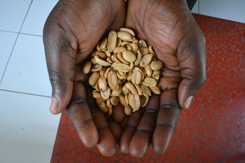 Locally produced Haitian peanuts held by a farmer.