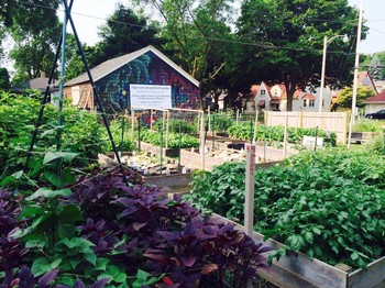 In 2015, the Garden Keepers just.good.food gardens produced 1500 pounds of food for distribution in Milwaukee, Wisconsin.