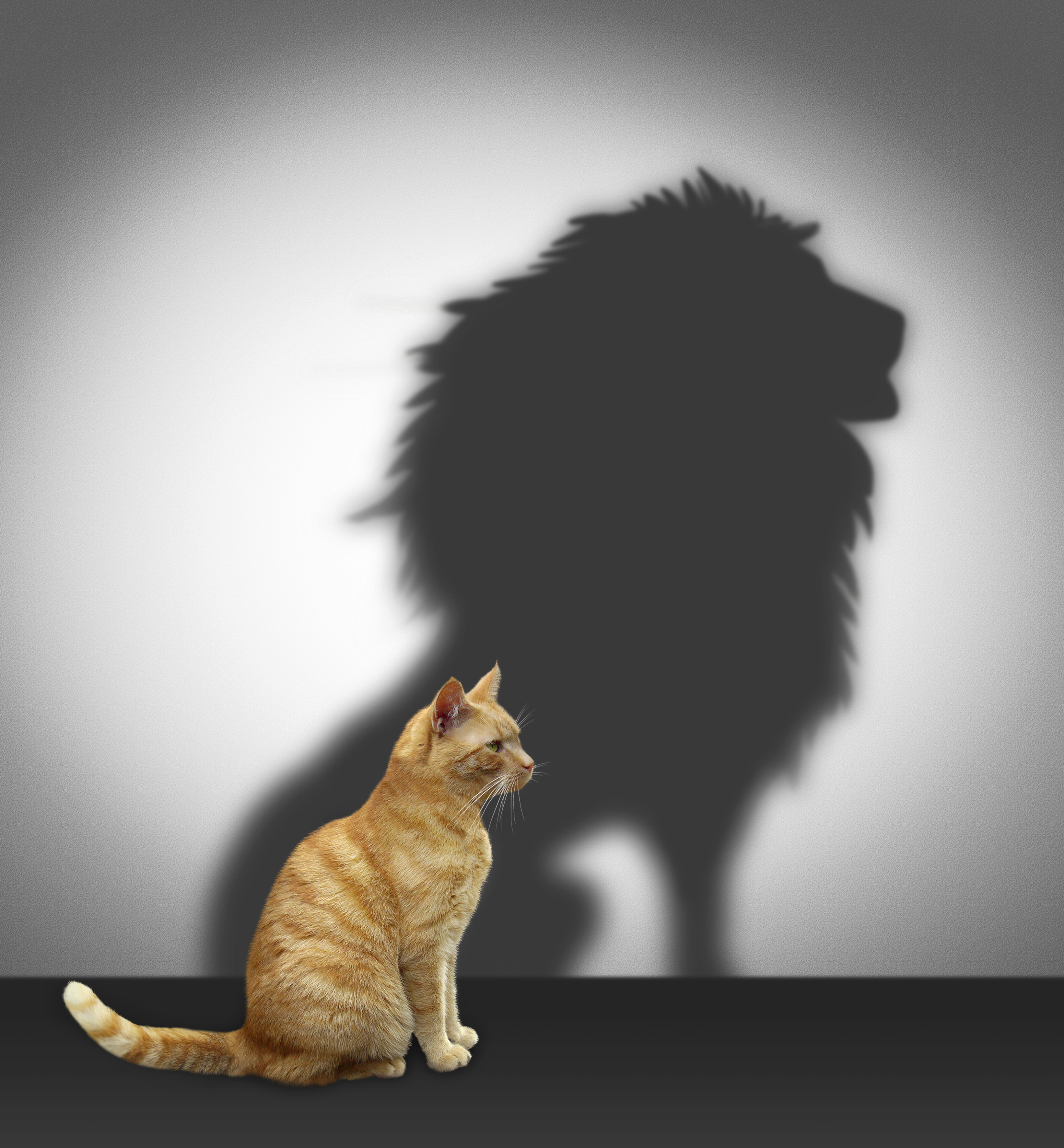 Cat stands tall and shadow forms a lion