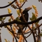 Silvery-cheeked hornbill at Lake Tana