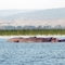 Hippos on Lake Hawassa