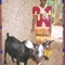 Madame Mukakarara Esperance bought two goats