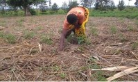 This is the land bought by Verdianne