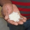 Rice in a hand