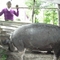 A pig farm