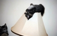 Cat on lampshade
