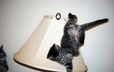 Cat falling from lamp shade