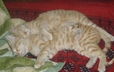 Sleepin' kittehs
