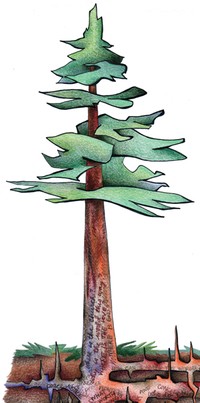 tree illustration left side